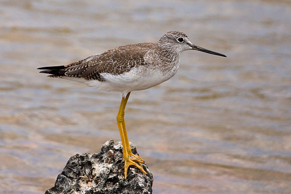 Greater Yellowlegs (Tringa melanoleuca)