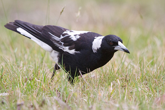 Australian magpie (Cracticus tibicen)