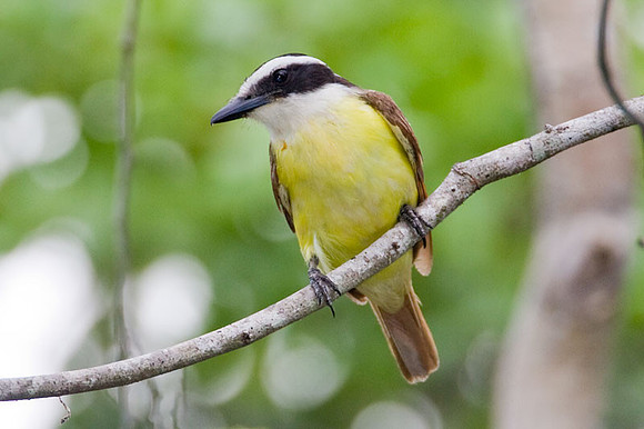 Boat-billed Flycatcher (Megarynchus pitangua)