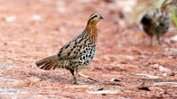 Mountain bamboo partridge (Bambusicola fytchii)