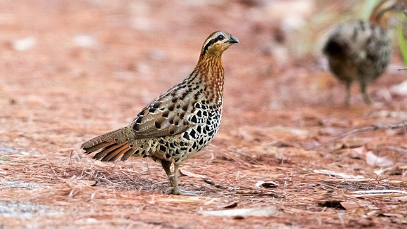 Mountain bamboo partridge (Bambusicola fytchii)