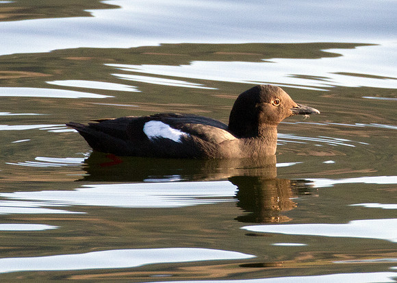Pigeon Guillemot (Cepphus columba)