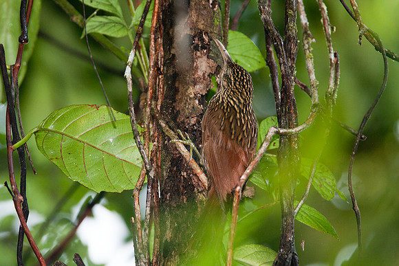 Streak-headed Woodcreeper (Lepidocolaptes souleyetii)