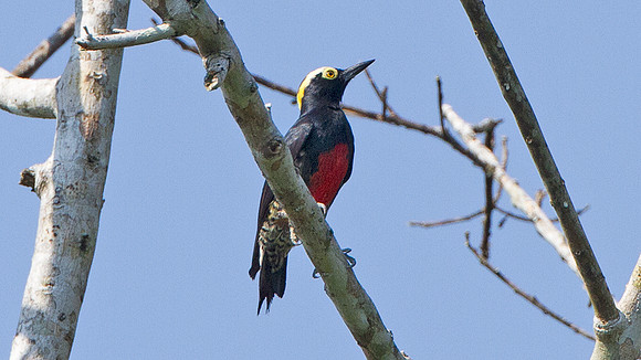 Yellow-tufted Woodpecker (Melanerpes cruentatus)