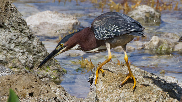 Green Heron (Butorides virescens)