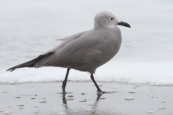 Grey Gull (Leucophaeus modestus)