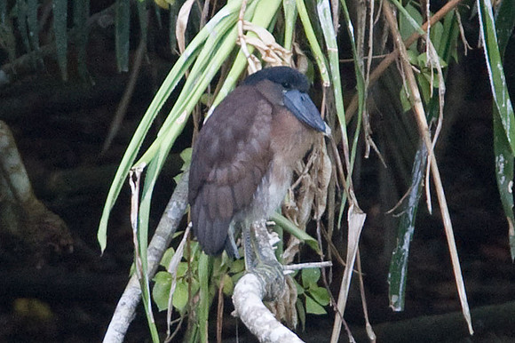 Boat-billed Heron (Cochlearius cochlearius)