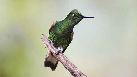Buff-tailed Coronet (Boissonneaua flavescens)