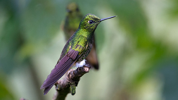 Buff-tailed Coronet (Boissonneaua flavescens)