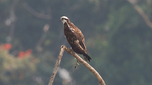 Osprey (Pandion haliaetus)