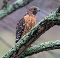 Red-shouldered hawk (Buteo lineatus)