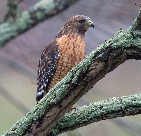 Red-shouldered hawk (Buteo lineatus)