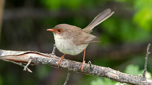 Superb fairywren (Malurus cyaneus) Female