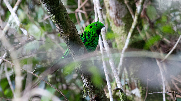 Whitehead's Broadbill (Calyptomena whiteheadi)