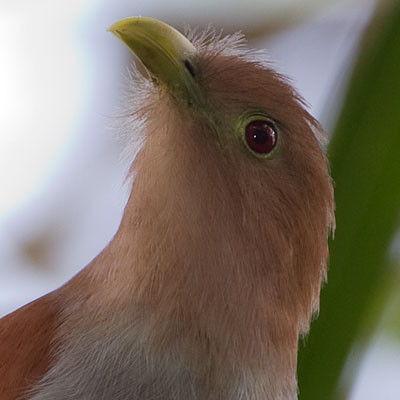Squirrel Cuckoo (Piaya cayana)