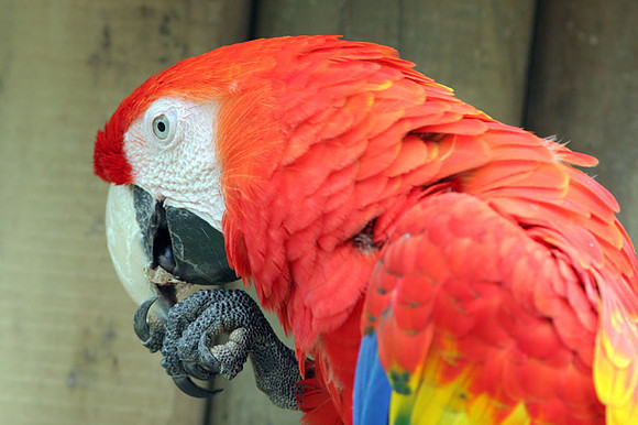 Scarlet Macaw (Ara macao)