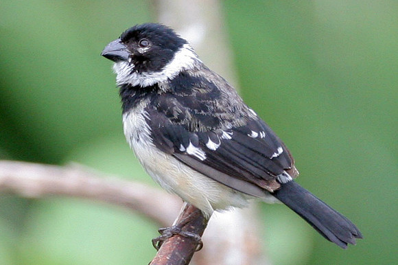White-collared Seedeater (Sporophila torqueola) male