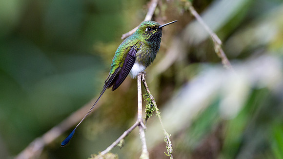 Booted Racket-tail (Ocreatus underwoodii)