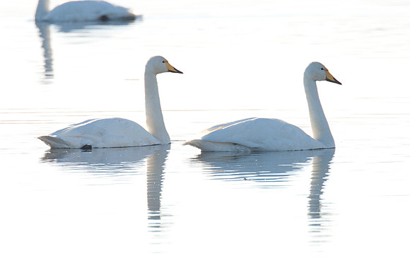 Whooper Swan (Cygnus cygnus)