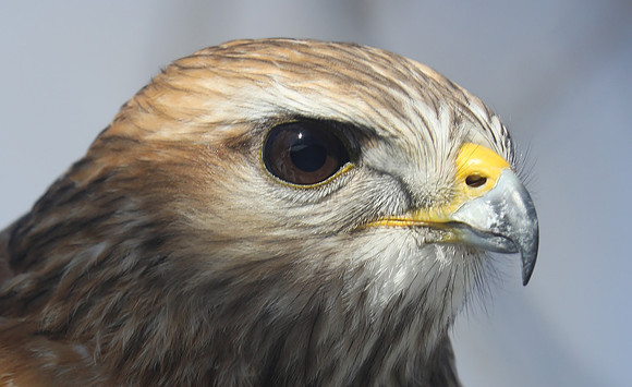 Red-shouldered hawk