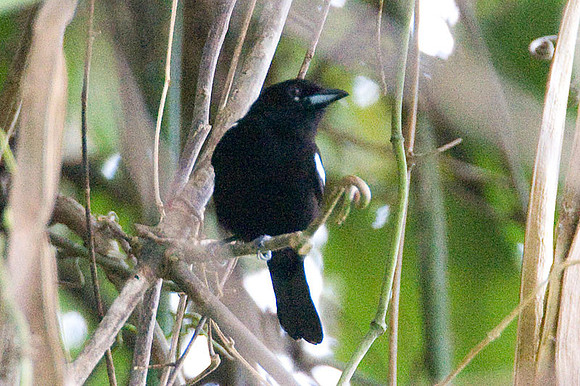 White-shouldered Tanager (Tachyphonus luctuosus)