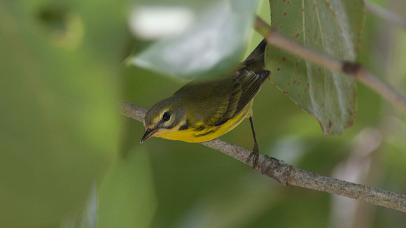 Northern Parula (Parula americana)