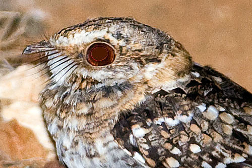 White-tailed Nightjar (Caprimulgus cayennensis)