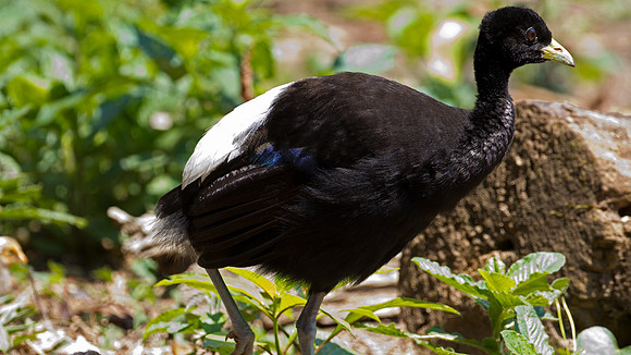 Pale-winged Trumpeter (Psophia leucoptera)