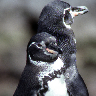 Galapagos Penguin (Spheniscus mendiculus)