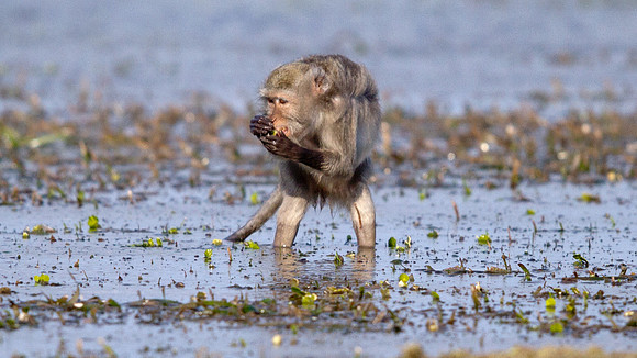 Crab-eating macaque (Macaca fascicularis)