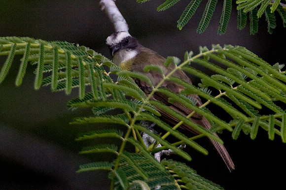 Social Flycatcher (Myiozetetes similis)