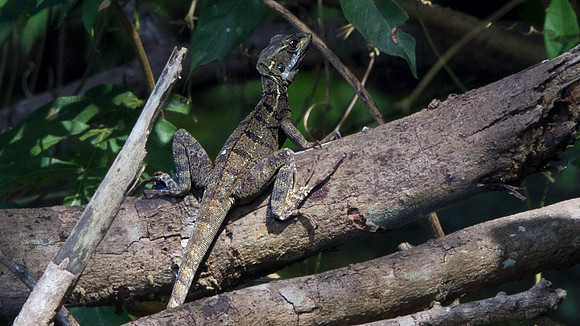 Basilisk Lizard (Basiliscus basiliscus)