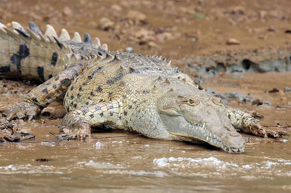 American Crocodile (Crocodylus acutus)