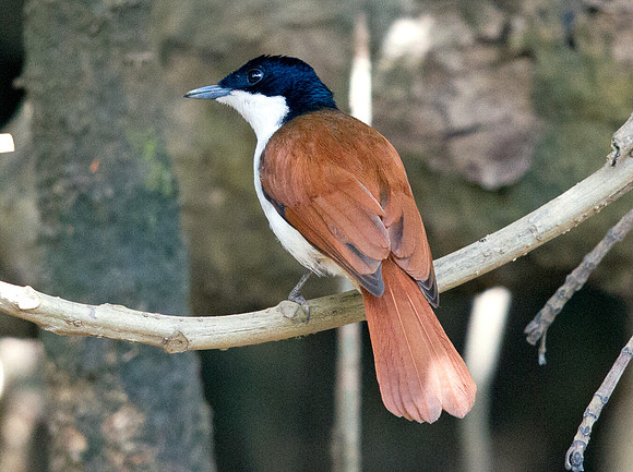 Shining flycatcher (Myiagra alecto) Female