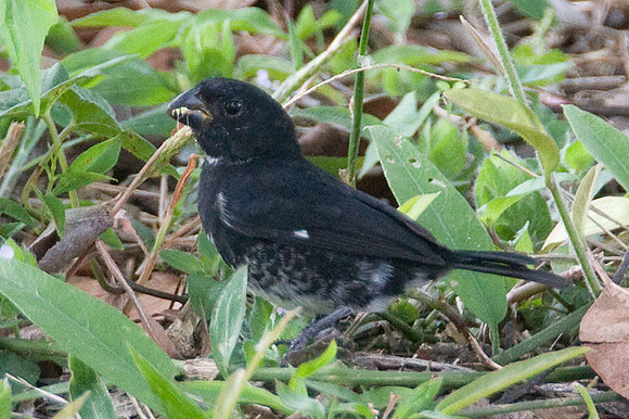 Variable Seedeater (Sporophila corvina) male