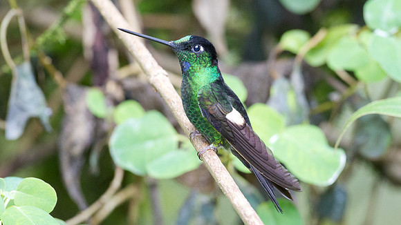 Buff-Winged Starfrontlet (Coeligena lutetiae)