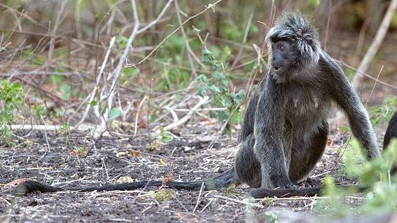 Javan lutung (Trachypithecus auratus)