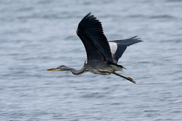 Grey Heron (Ardea cinerea)