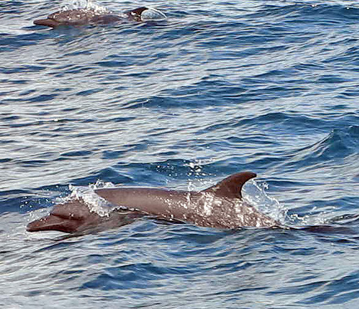 Common Bottlenose Dolphin (Tursiops truncatus)