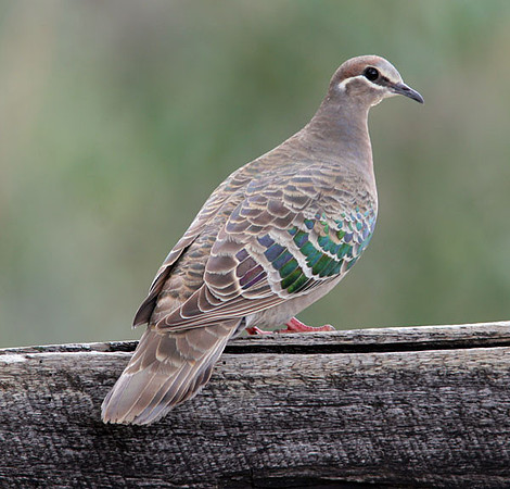 Common Bronzewing (Phaps chalcoptera)