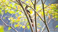 Bornean Treepie (Dendrocitta cinerascens)