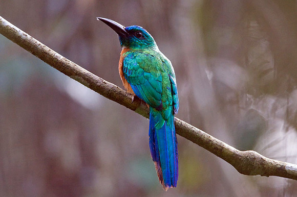 Great Jacamar (Jacamerops aureus) female