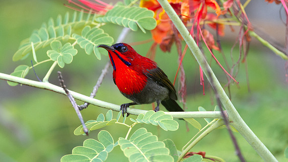 Eastern Crimson Sunbird (Aethopyga siparaja)