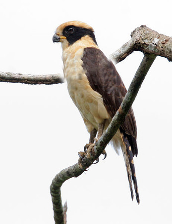 Laughing Falcon (Herpetotheres cachinnans) also known as Snake Hawk