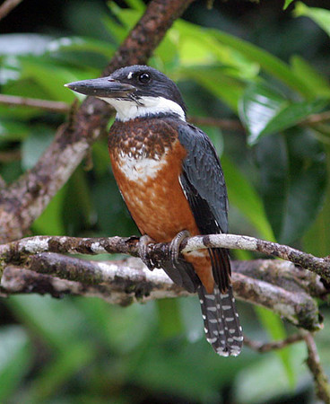 Ringed Kingfisher (Megaceryle torquata) female