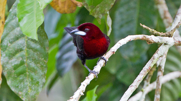 Silver-beaked Tanager (Ramphocelus carbo)