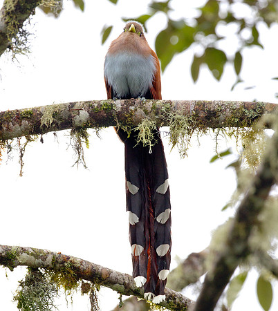 Squirrel Cuckoo (Piaya cayana)