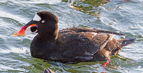Surf Scoter (Melanitta perspicillata)