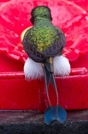 Booted Racket-tail (Ocreatus underwoodii)