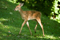 White-tailed Deer (Odocoileus virginianus)